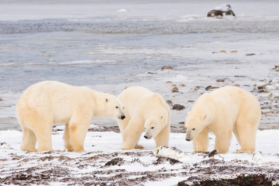 Bear Country Inn Churchill Bagian luar foto